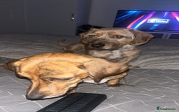 Mixed Breed dogs for sale: Benji and Eevee - Image 2