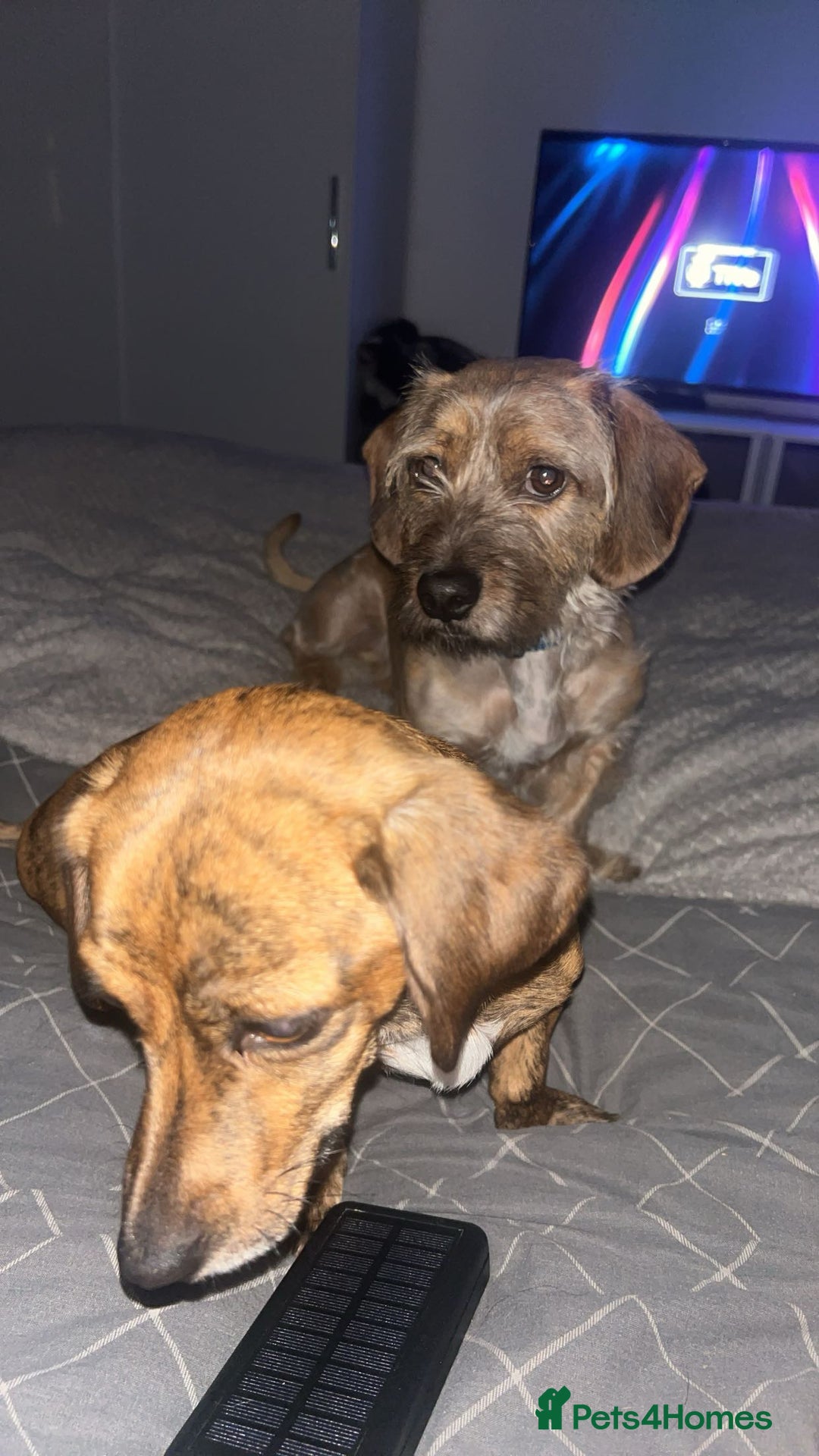 Mixed Breed dogs for sale: Benji and Eevee - Image 2