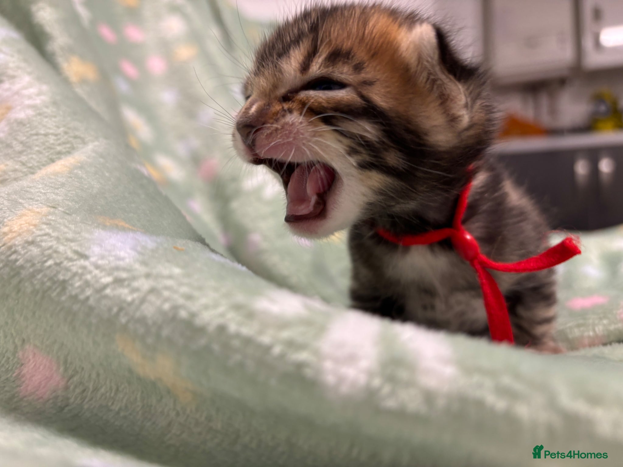 Bengal cats Adorable TICA registered Bengal Kittens - Advert 2