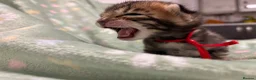 Bengal cats for sale: Adorable TICA registered Bengal Kittens - Advert 8