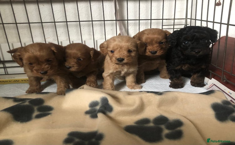 Cockapoo dogs - Advert 1