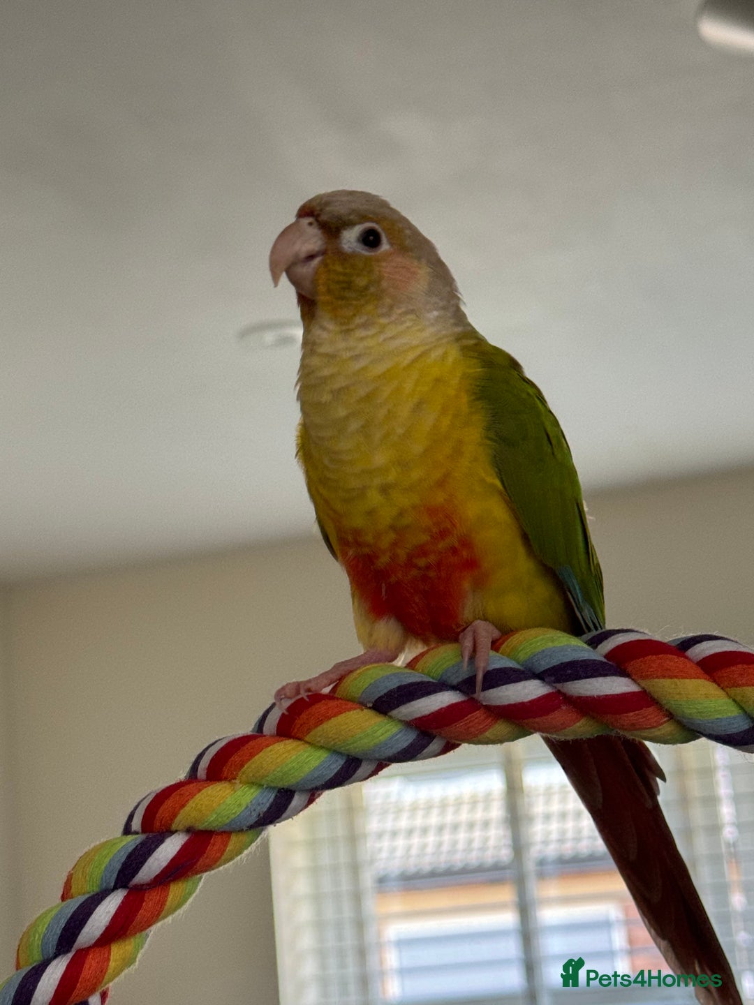 Conures birds for sale:  Pair of Green Cheek Conures – Handled & Healthy - Image 4