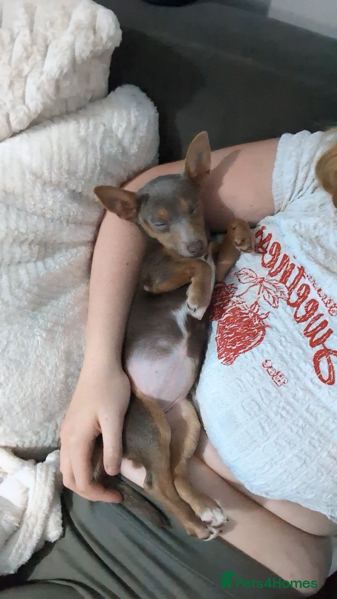 Jack Russell dogs for sale: Lilac and Tan Jack Russell - Image 5