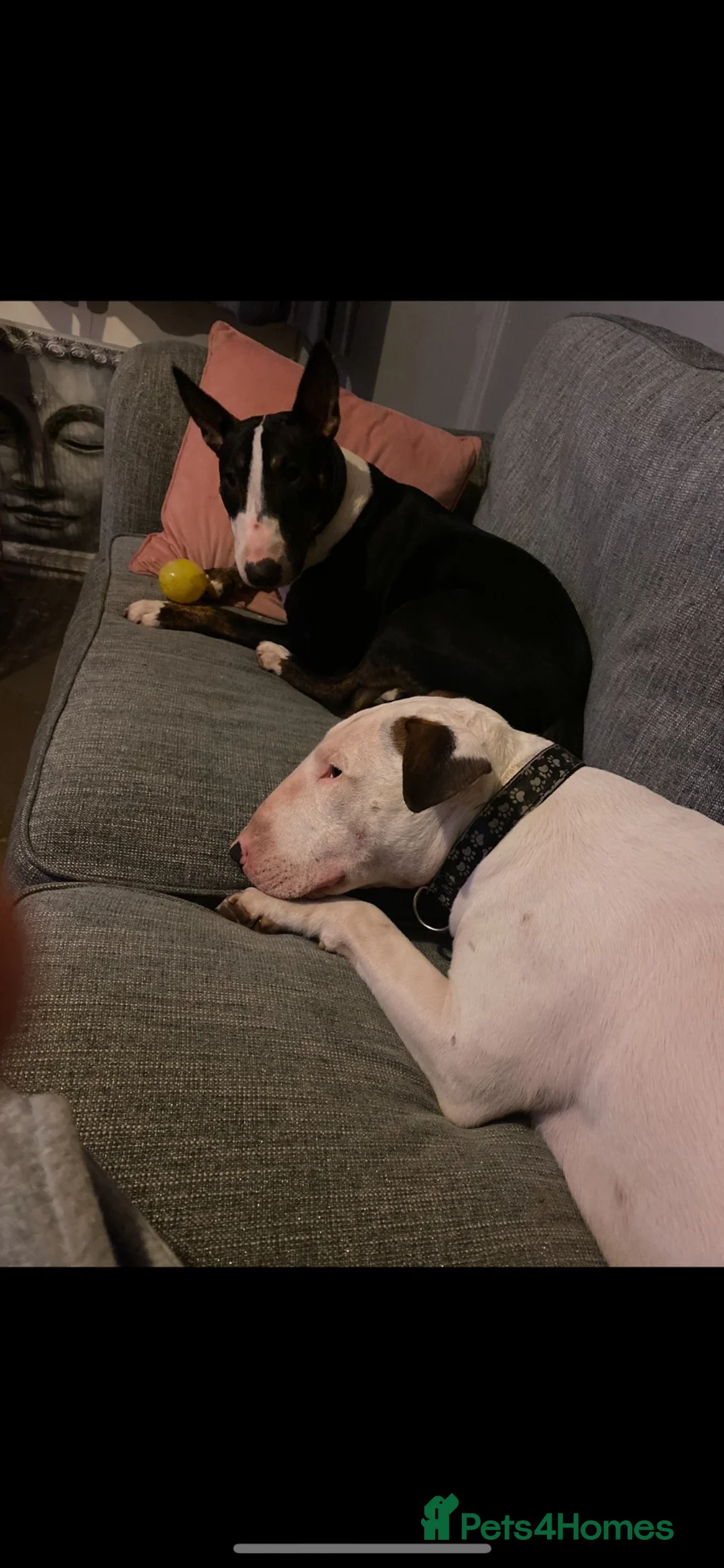 English Bull Terrier dogs for sale: English bullterrier puppies  - Advert 12
