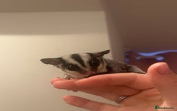 Sugar Glider rodents for sale: Joey sugar glider female.OOP- 16/09/2025 - Advert 6