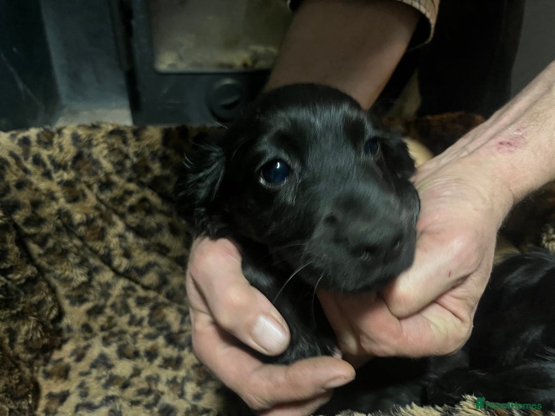 Sprocker dogs for sale: 3 Sprocker pups left!! - Advert 7