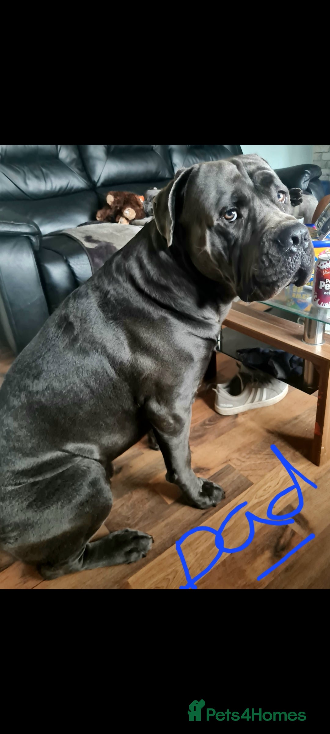 Mixed Breed dogs for sale: Presa canario - Advert 19