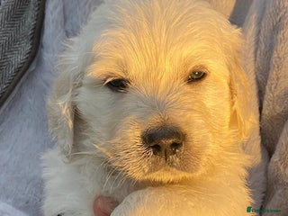 Golden Retriever dogs - Advert 6