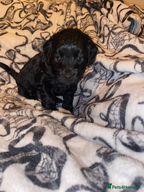 Cockapoo dogs for sale: Beautiful Black F1b Cockapoo Girl. - Advert 4