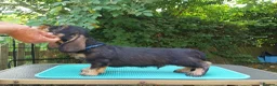 Dachshund dogs for sale: Standard Wirehaired Dachshund - Advert 6