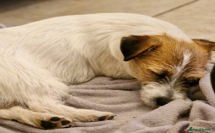 Jack Russell dogs KC registered Rough Coated Jack Russell Puppies  - Advert 1