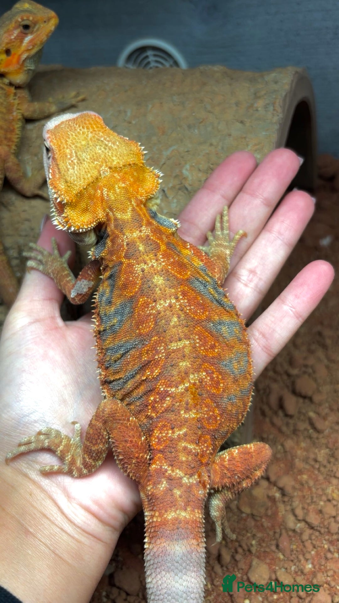 Bearded Dragon reptiles for sale: Bearded dragon  - Advert 5