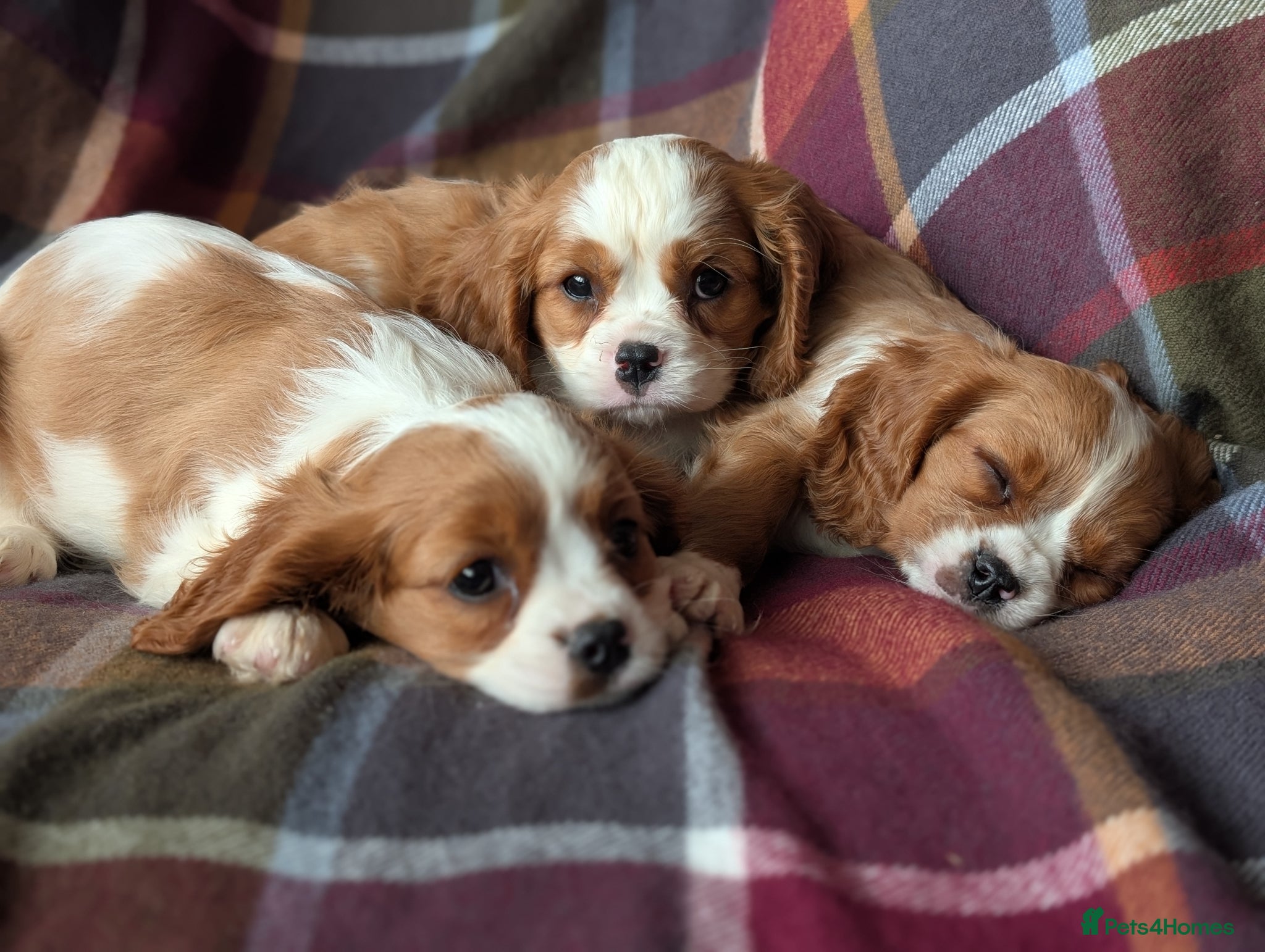 Cavalier King Charles Spaniel dogs Gorgeous Cavalier King Charles Spaniel Puppies - Advert 1