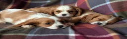 Cavalier King Charles Spaniel dogs for sale: Gorgeous Cavalier King Charles Spaniel Puppies - Advert 3