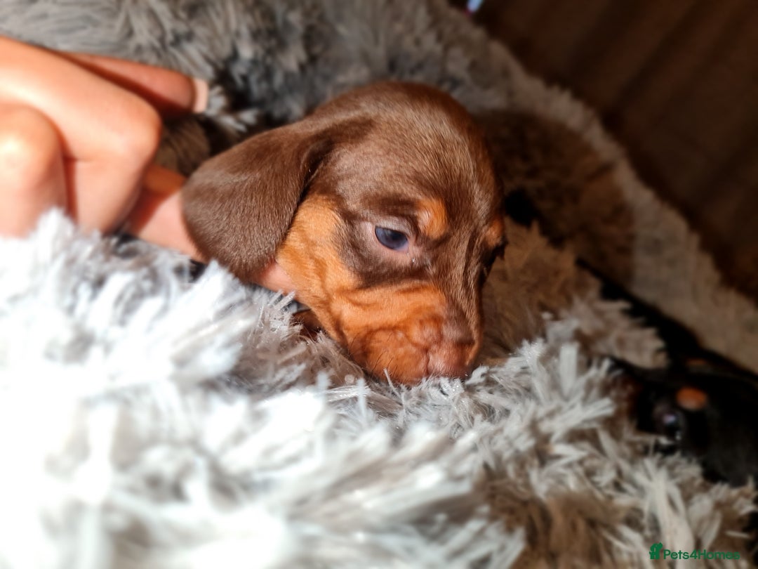 Miniature Dachshund dogs for sale: Extra miniature daschunds baby 🩷 - Advert 13