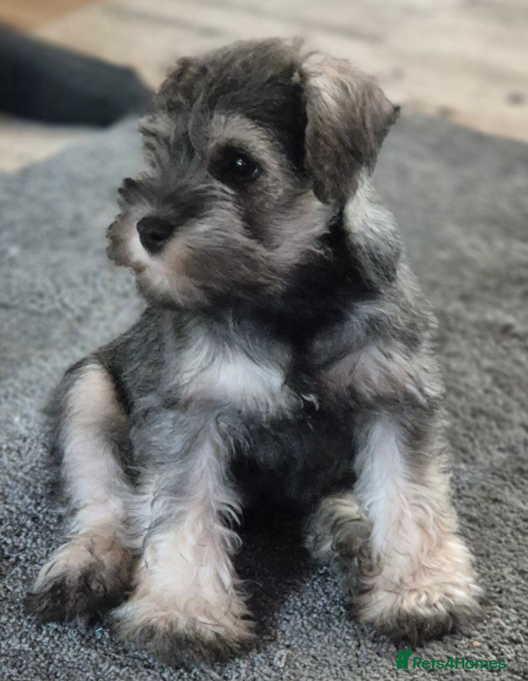 Miniature Schnauzer dogs for sale: All pups sold. Thank you - Advert 18