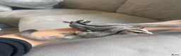 Sugar Glider rodents for sale: Sugar Gliders Grey + Leu (Details in Description) - Advert 1