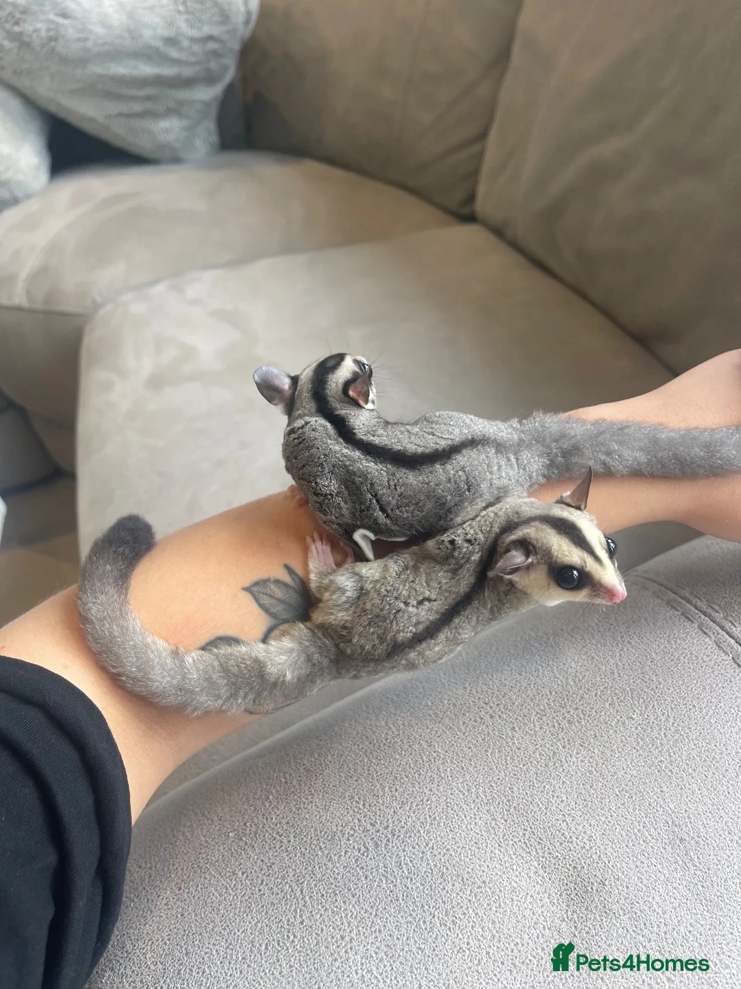Sugar Glider rodents for sale: Sugar Gliders Grey + Leu (Details in Description) - Advert 1