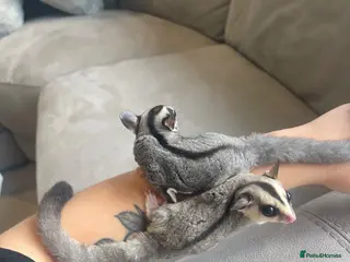 Sugar Glider rodents Sugar Gliders Grey + Leu (Details in Description) - Advert 10