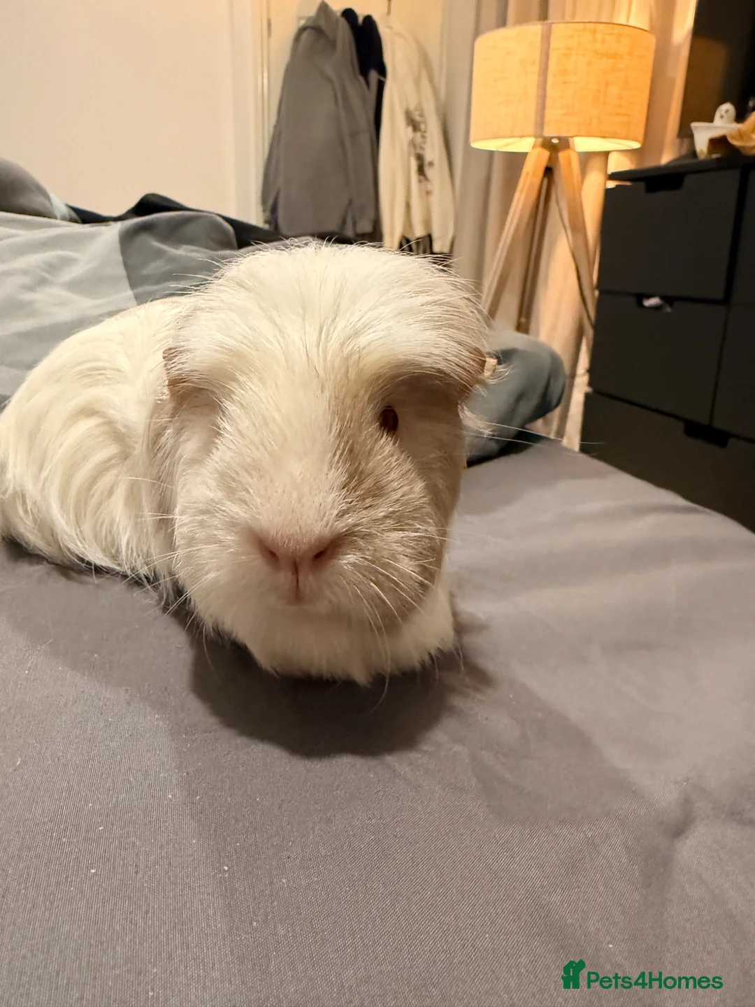 Guinea Pig rodents for sale: Female guinea pigs  - Advert 2