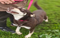Mixed Breed dogs for adoption: 💖🐶 AZARA 🐶💖 - Image 7