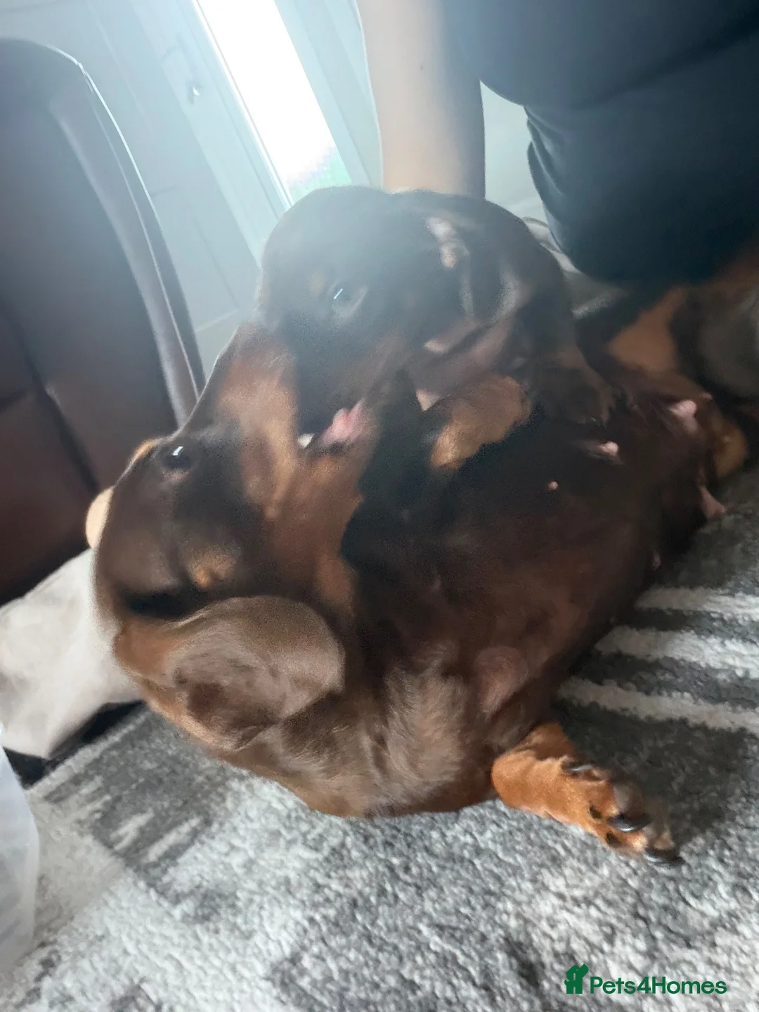 Miniature Dachshund dogs for sale: Miniature male Dachshund  - Advert 2