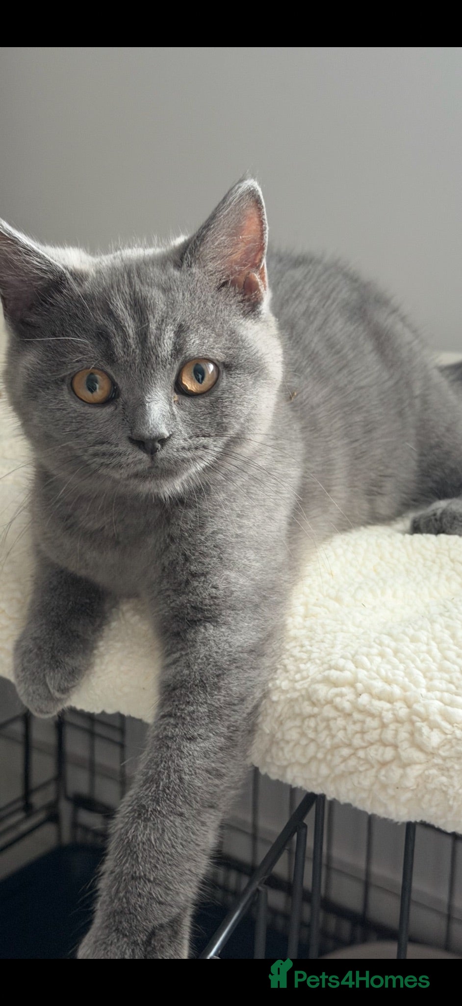 British Shorthair cats British shorthair Kittens  - Advert 4