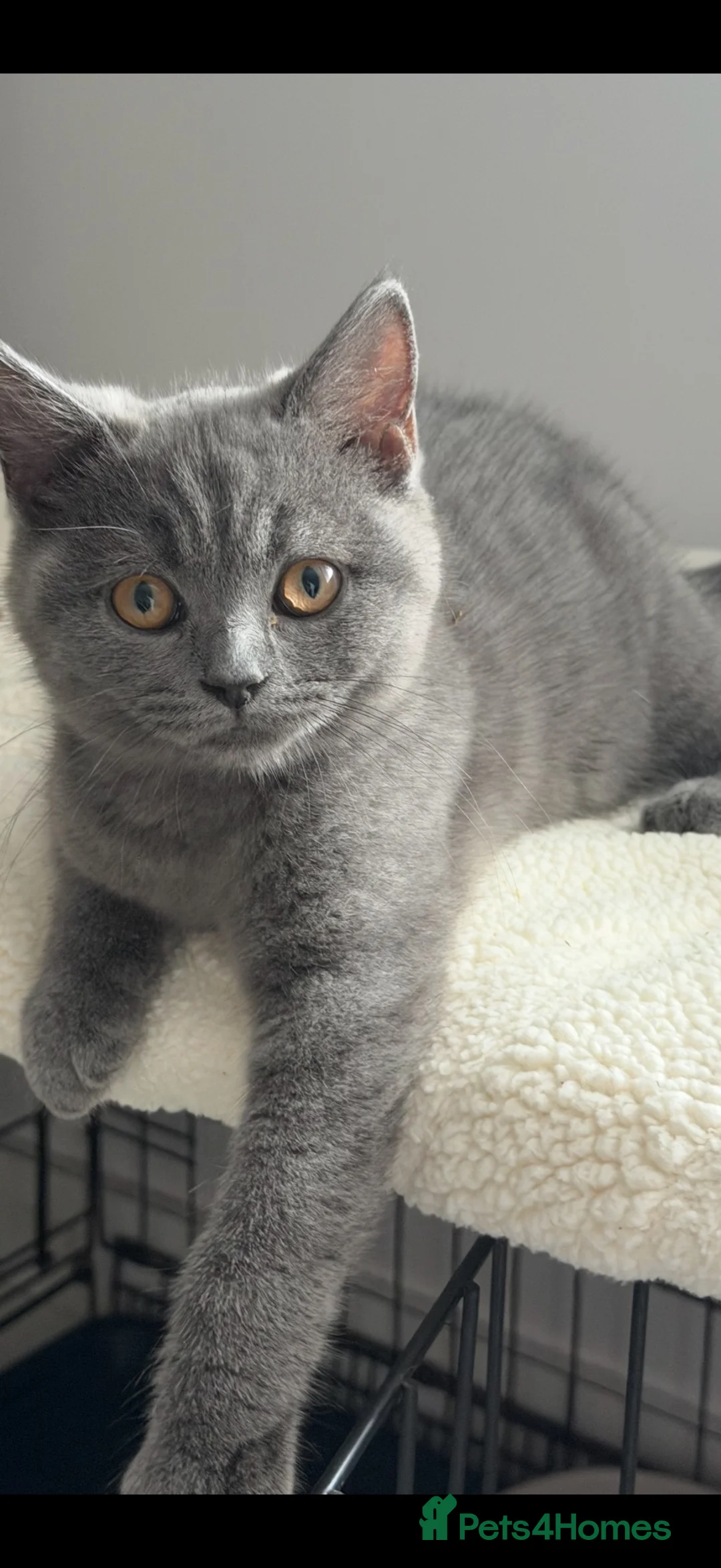British Shorthair cats for sale: British shorthair Kittens  - Advert 1