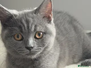British Shorthair cats British shorthair Kittens - Advert 4