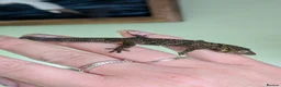 Gecko reptiles for sale: Eurydactylodes agricolae  - Advert 5