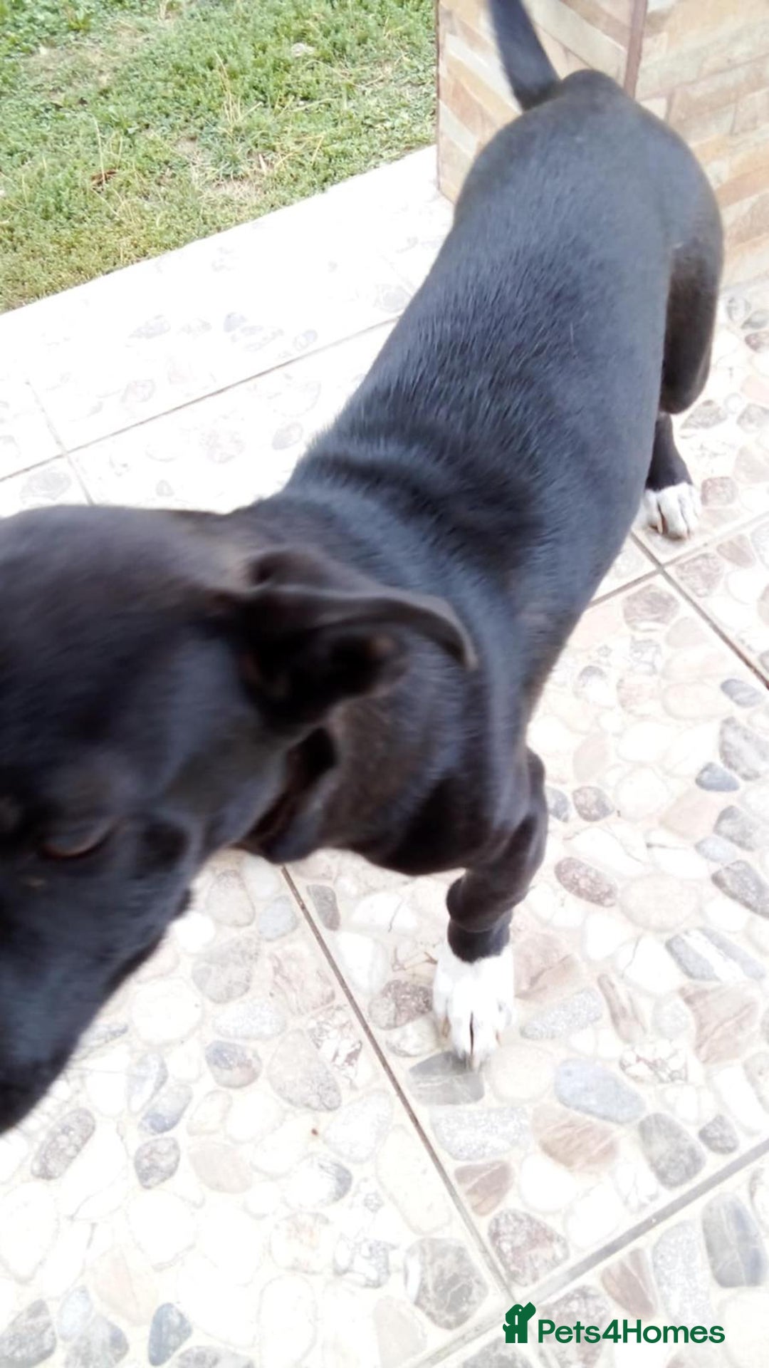 Mixed Breed dogs for adoption: MINA, superb little girl - for a Loving Home - Image 2