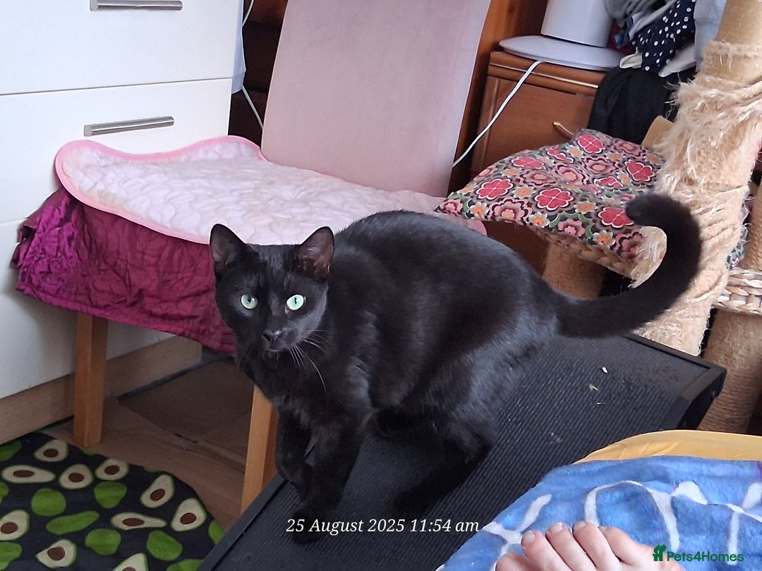 Domestic Shorthair cats for sale: 4 BLACK CATS FOR REHOME. - Advert 27