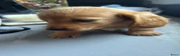 Dachshund dogs for sale: Puppies - Advert 3