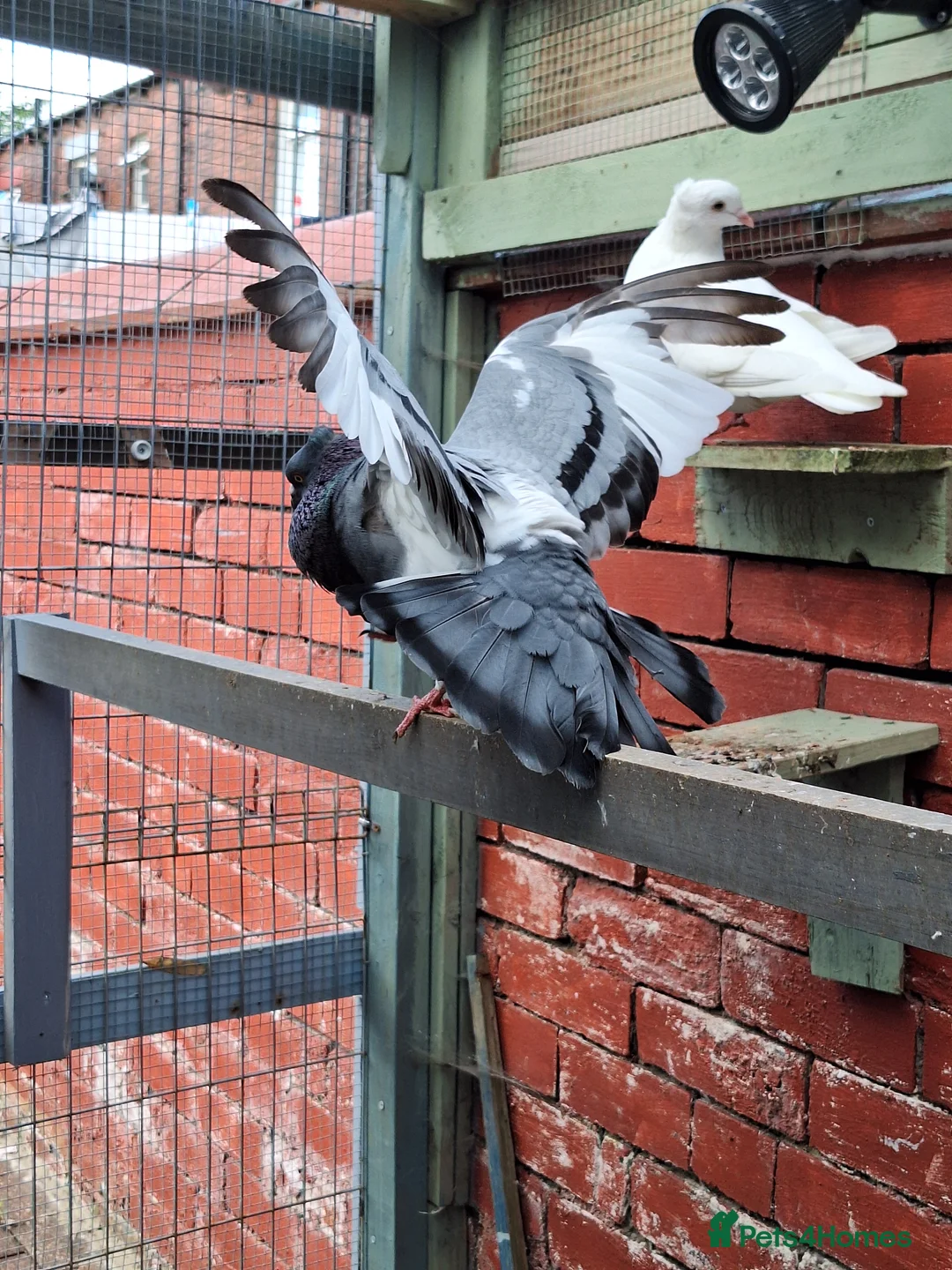 Pigeons birds for sale: 4 mix pigeon for sale - Advert 8