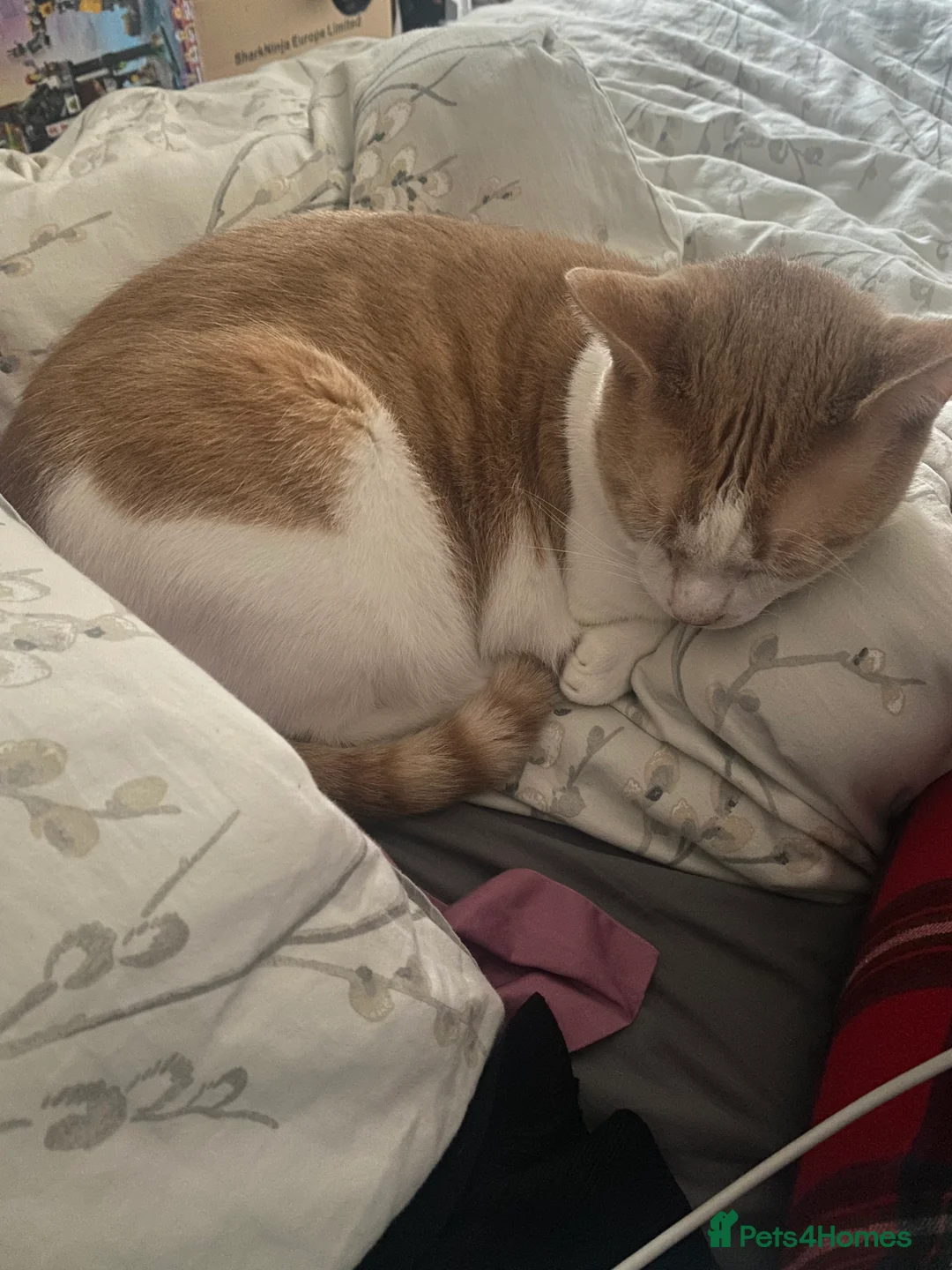 British Shorthair cats for sale: 💙Lovely 3 legged Tommy 💙 - Advert 8