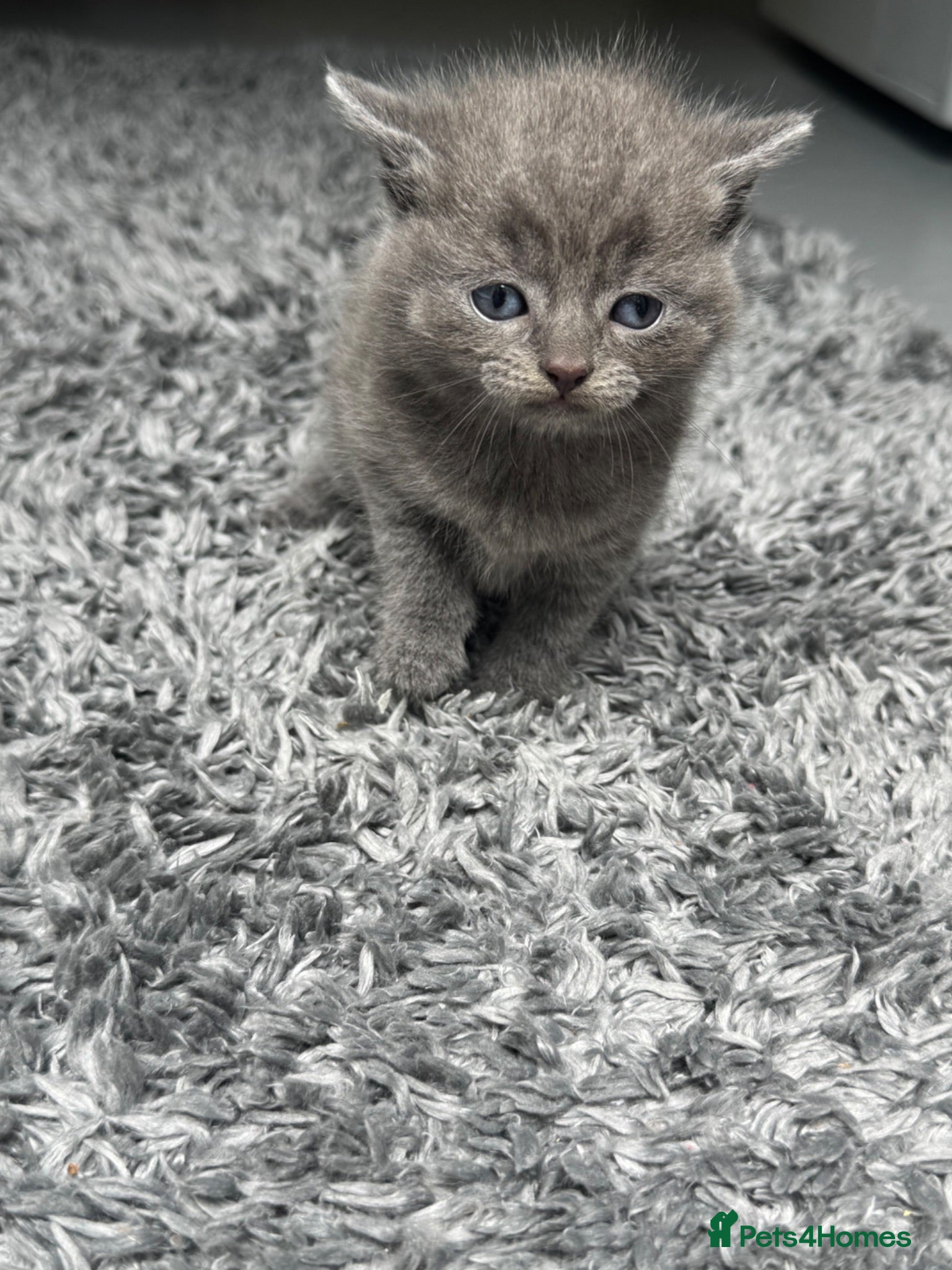 British Shorthair cats for sale: Kitten British Shorthair  - Advert 3