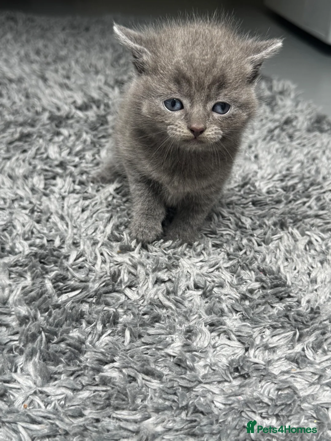 British Shorthair cats for sale: Kitten British Shorthair  - Advert 12
