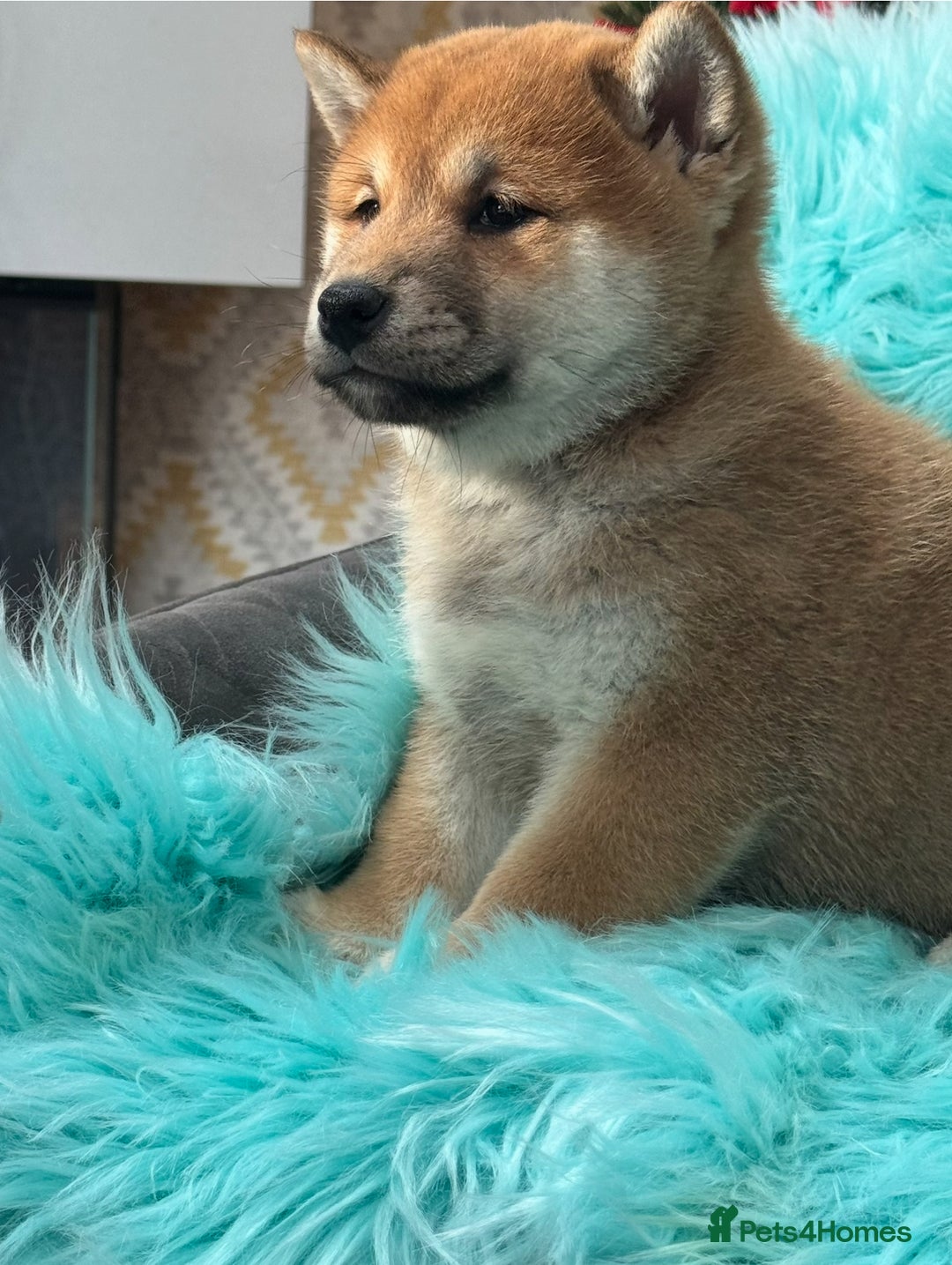 Japanese Shiba Inu dogs for sale: Kc registered Shiba Inu puppies  - Advert 15