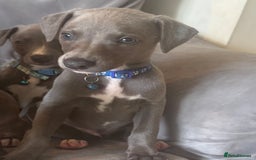 Whippet dogs for sale: Beautiful KC Reg Blue Whippet puppies - Image 12