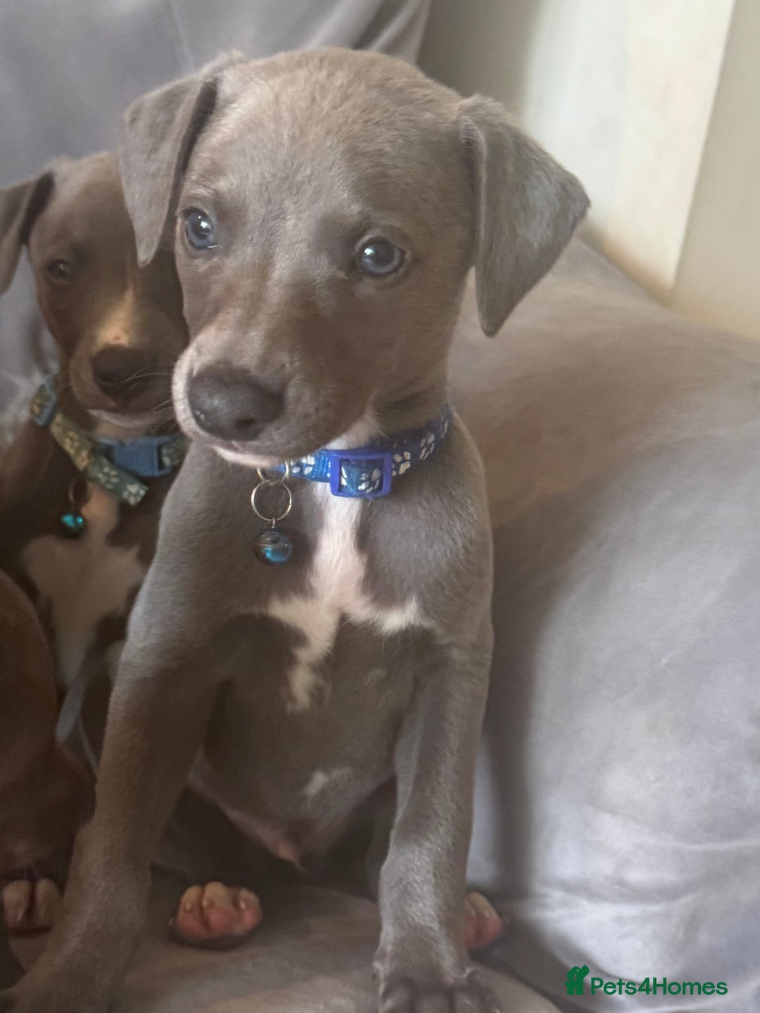Whippet dogs for sale: Beautiful KC Reg Blue Whippet puppies - Image 12