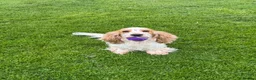 Cocker Spaniel dogs for sale: Cocker spaniel puppies  - Advert 10