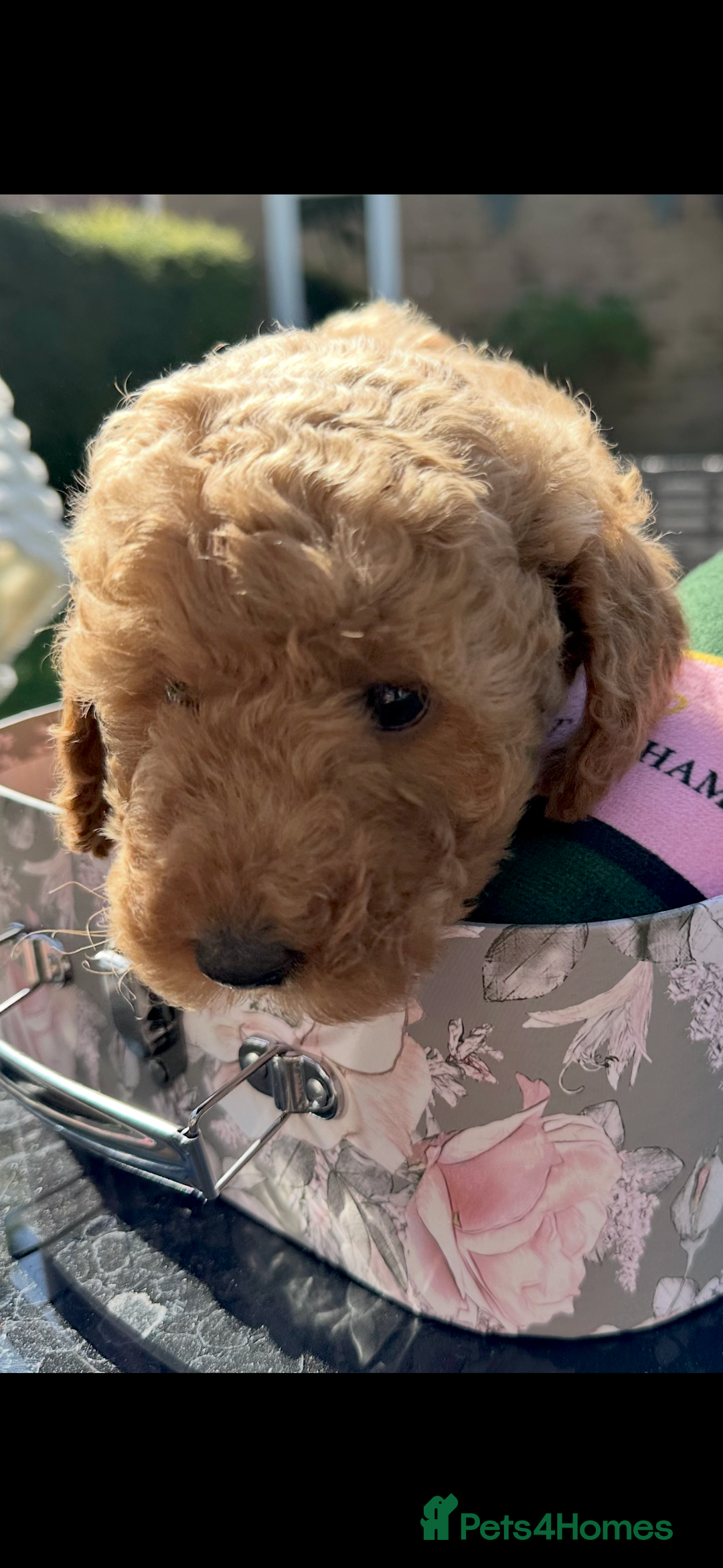 Cockapoo dogs for sale: Mini Cockapoo Puppies Kent - Image 13