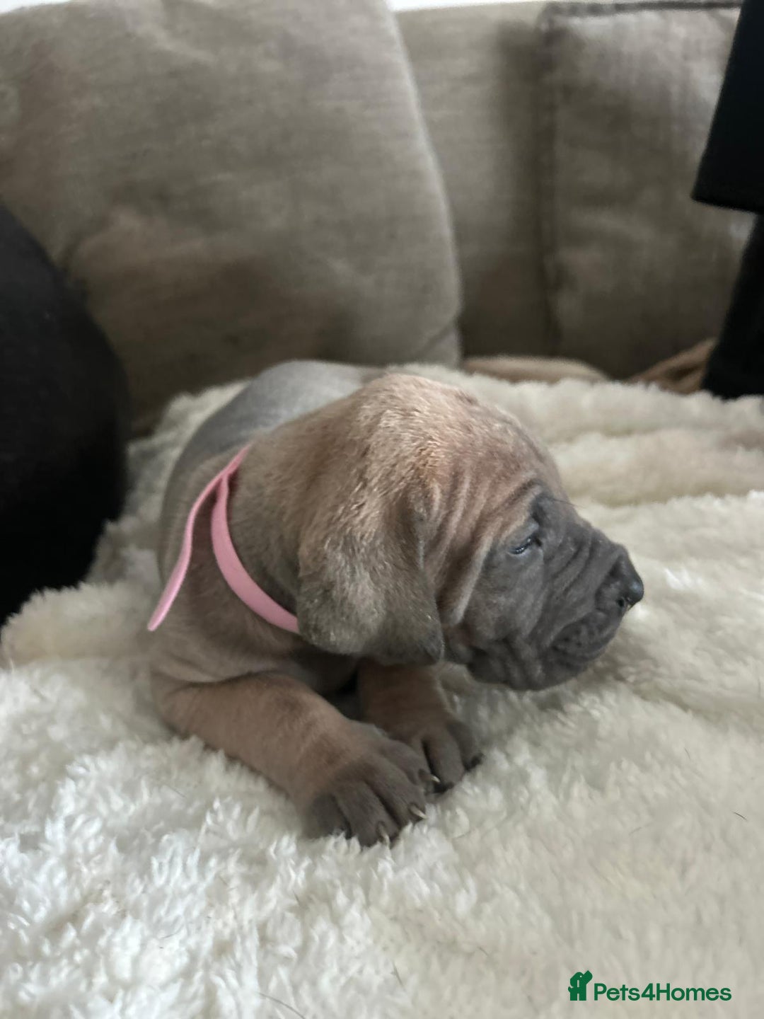 Great Dane dogs for sale: Great dane puppies for sale  - Image 6