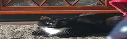 Domestic Shorthair cats for sale: 11 month old female cat looking for new home - Advert 11