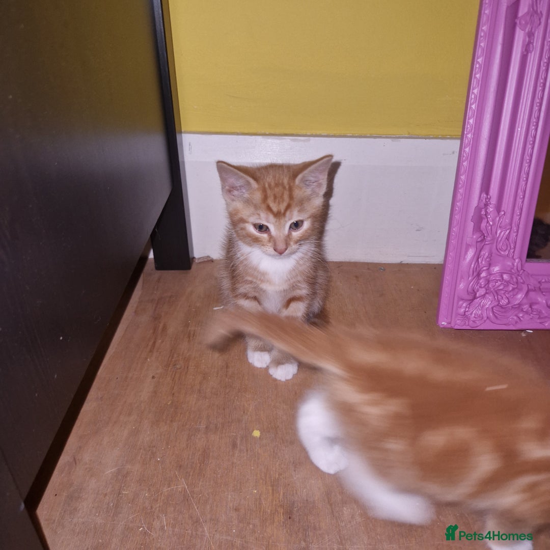 Mixed Breed cats for sale: 3 males kittens looking for furever homes - Image 4