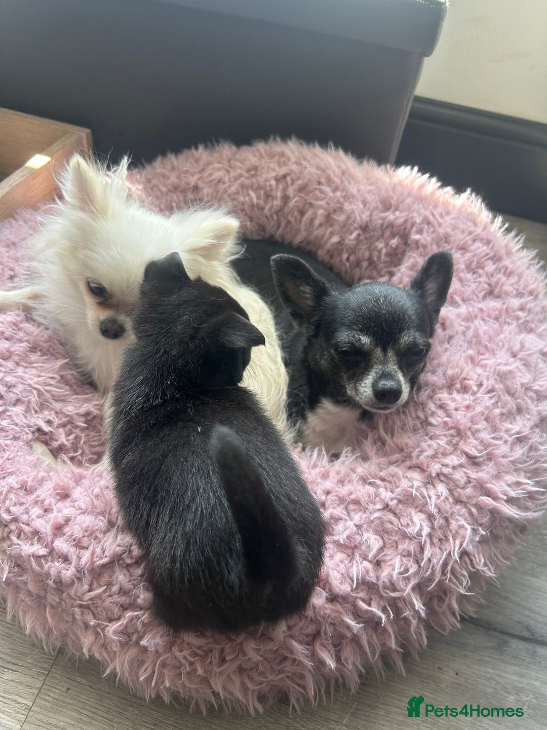 Chihuahua dogs for sale: READY NOW chihuahua x Pom puppies  - Image 35