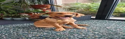 Labrador Retriever dogs for sale: Fox Red Labrador Puppy - Advert 1