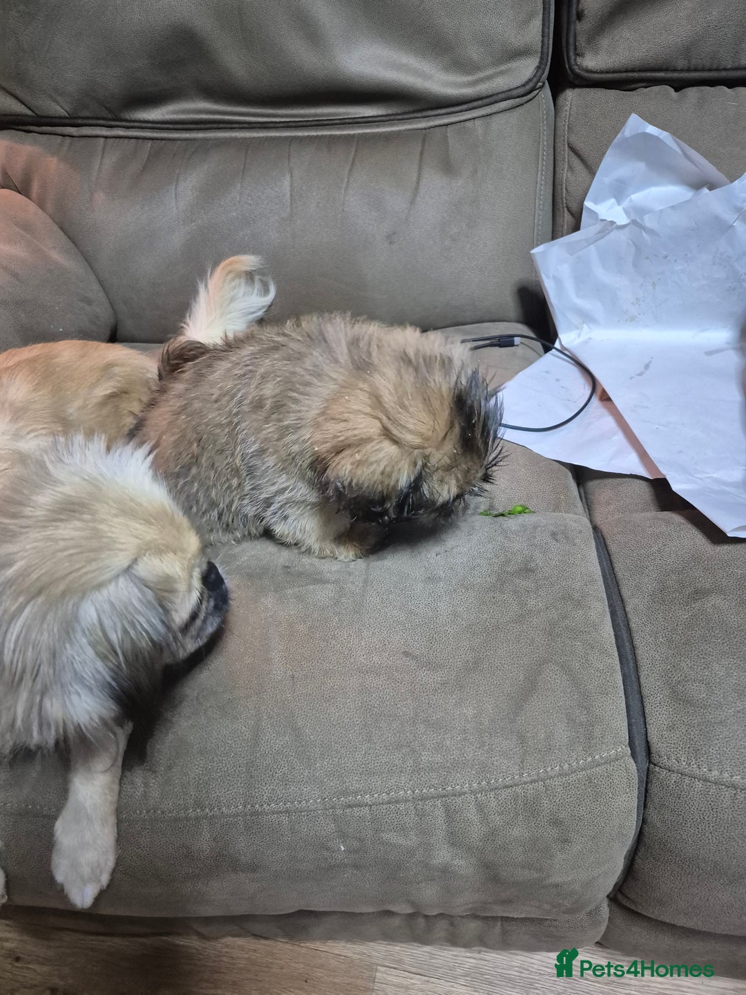 Mixed Breed dogs for sale: Shih Tzu pekingnese cross - Image 3