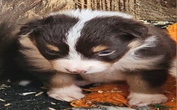 Border Collie dogs for sale: Border collie puppies - Image 6