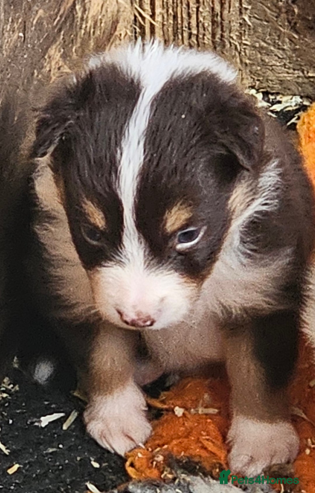 Border Collie dogs for sale: Border collie puppies - Image 6